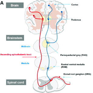 Figuur_3-Schematische_weergave_van_het_ascenderende_en_descenderende_pijntraject_rl_Kinderen-(1).png